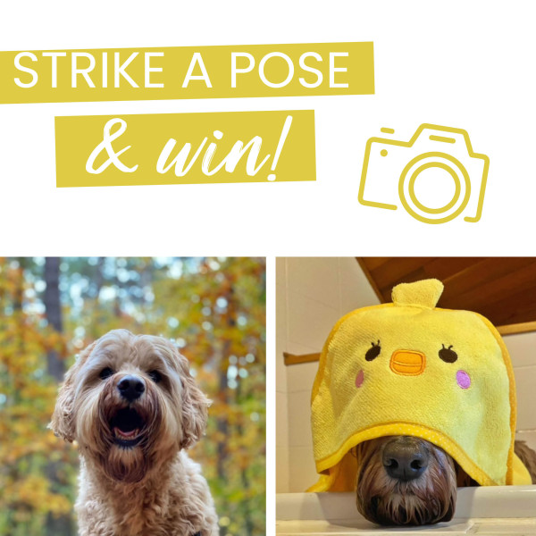 Doe mee aan onze huisdierenwedstrijd